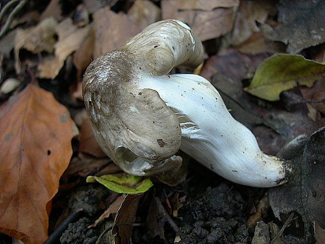 Hygrocybe  fornicata  (Fr.)   Singer